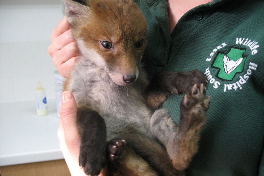 a beautiful puppy in the hands of a veterinarian