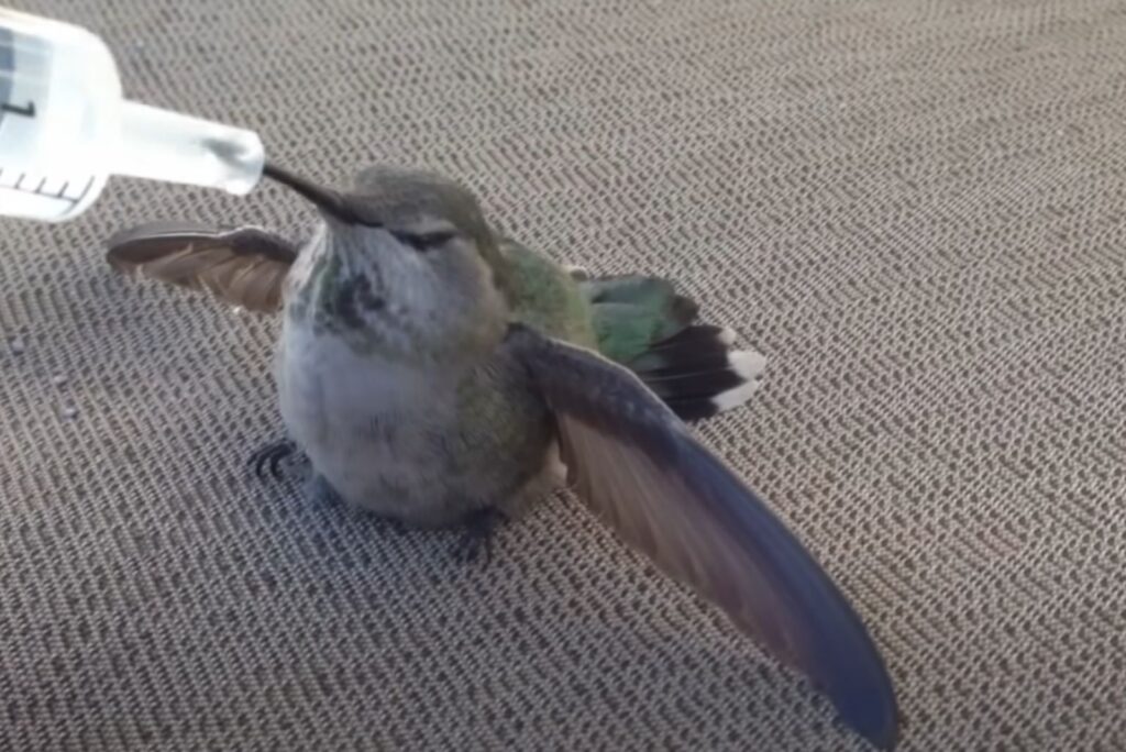 a dehydrated hummingbird drinks water from a syringe