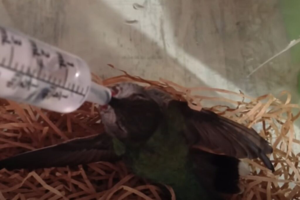 a dehydrated hummingbird is rescued by a man who gives it water