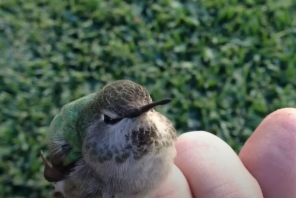 a dehydrated hummingbird sits on a man's toes