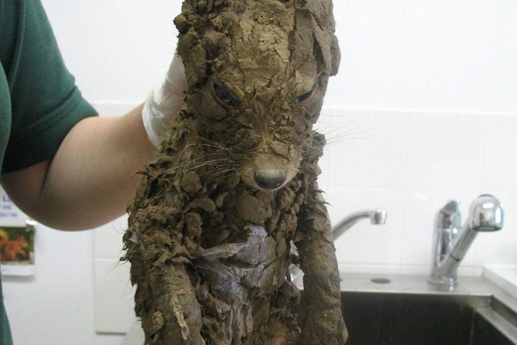 a dog covered in mud