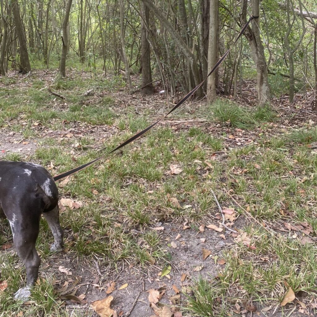 a dog tied by the leg stands in the forest