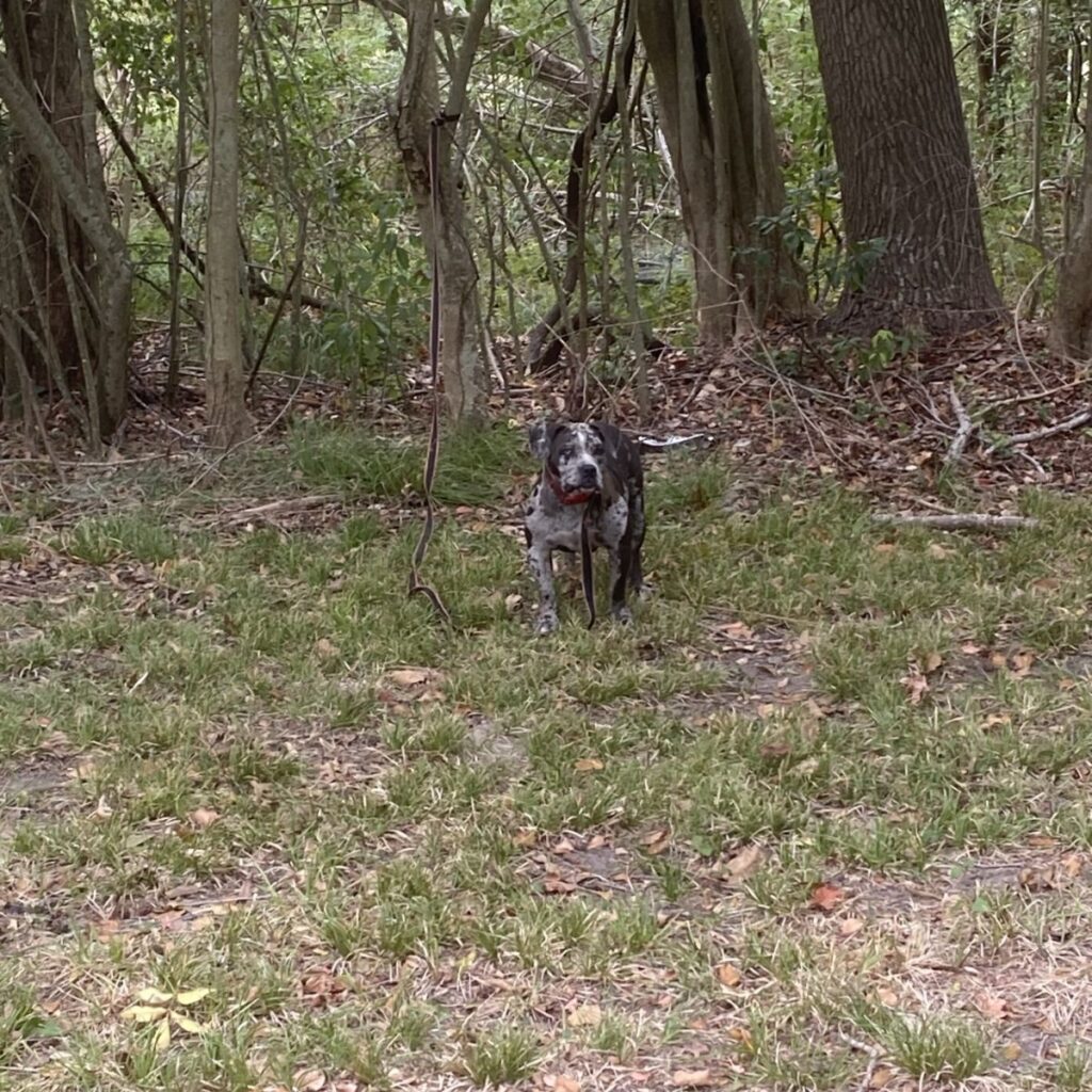 a dog tied up in the forest