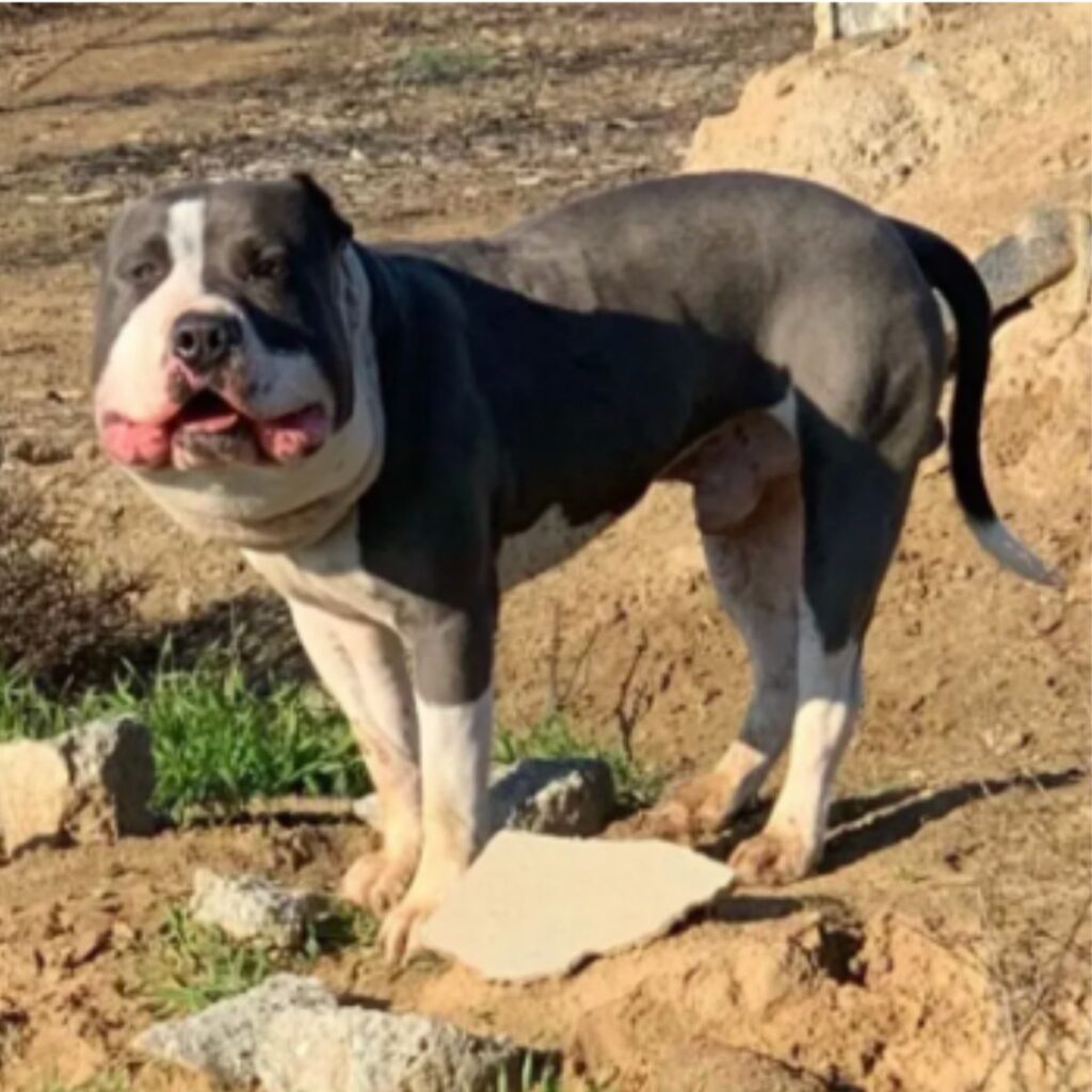 a dog with a swollen face is standing and looking at the camera