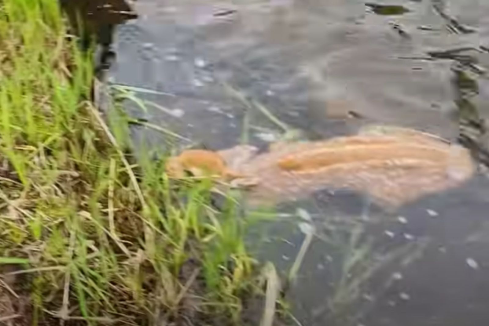 a fawn in water