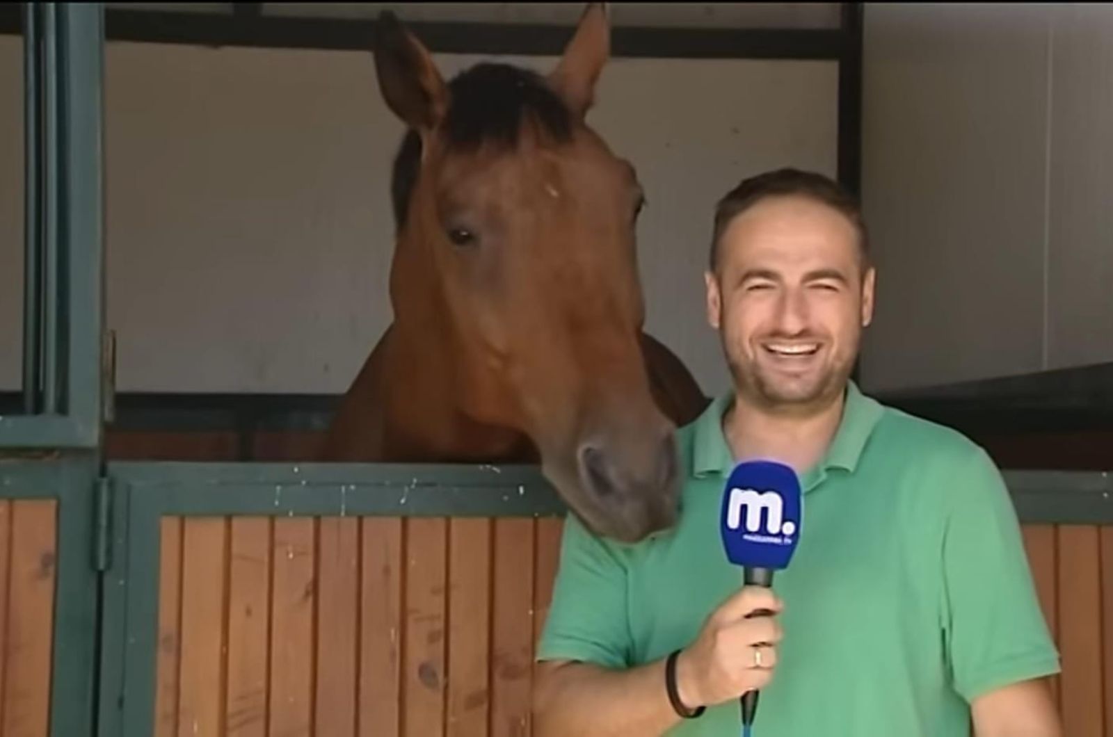 a horse disturbing tv reporter