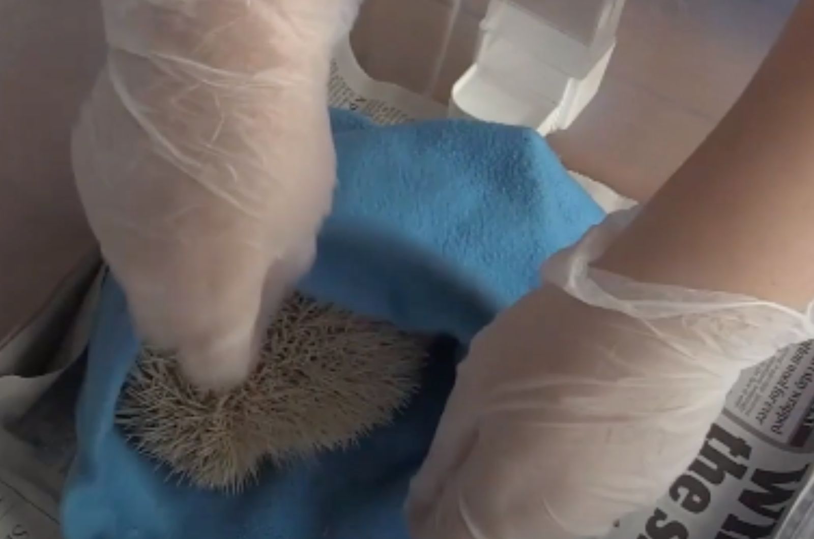 a human getting hedgehog from bag