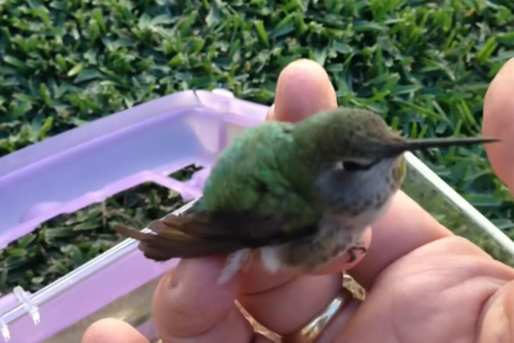 a hummingbird landed on a man's hand