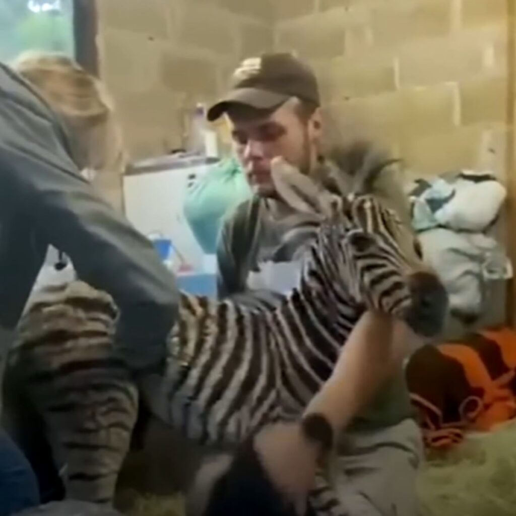 a man and a woman take care of a baby zebra