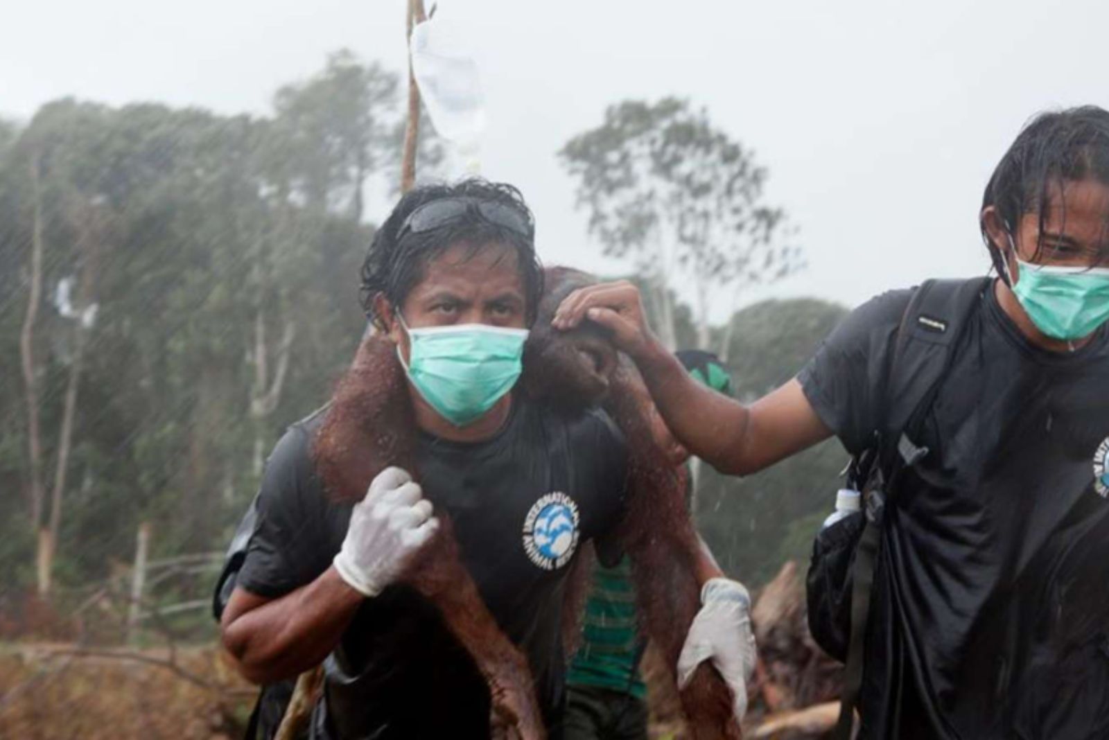 a man carrying orangutan on his back