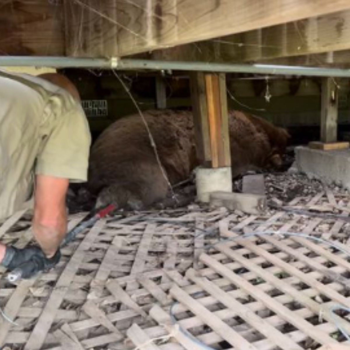 a man crawling to the bear