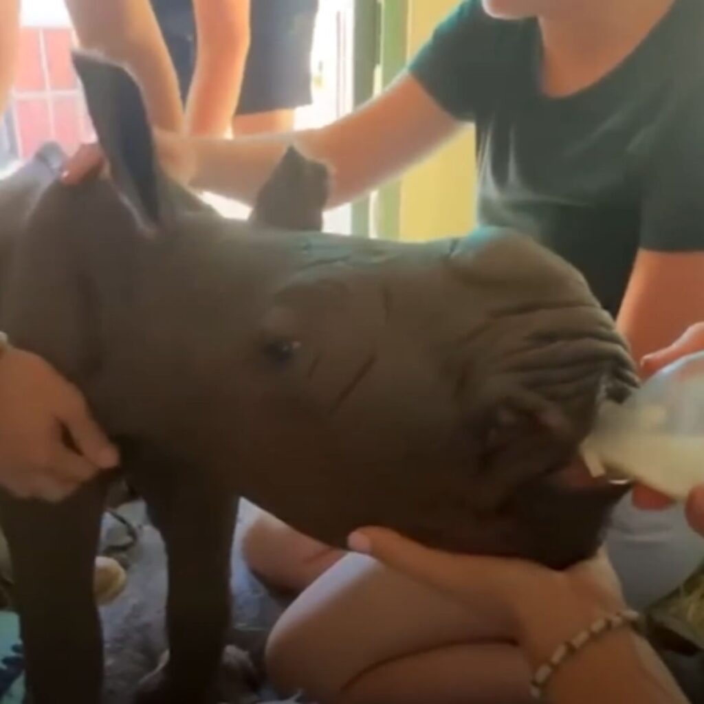 a man feeds a rhinoceros