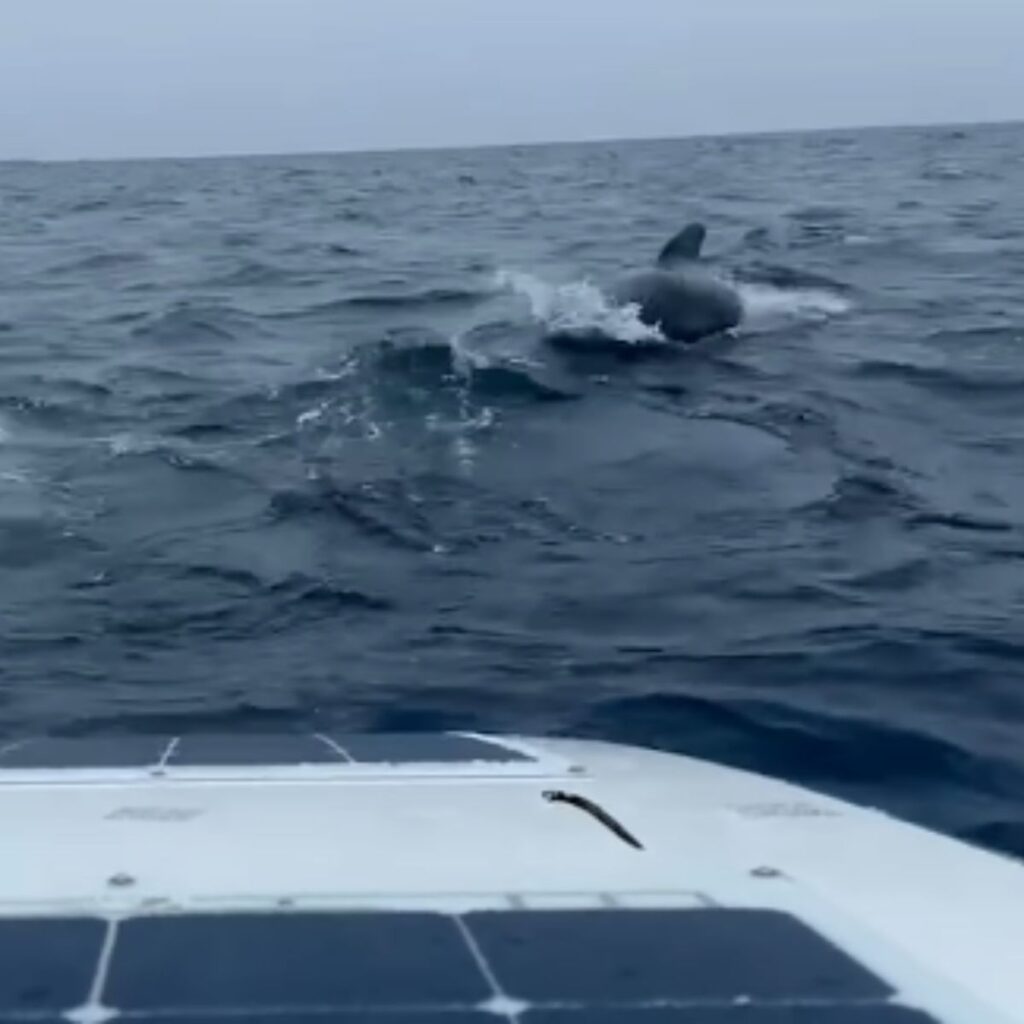 a man from a boat takes pictures of whales