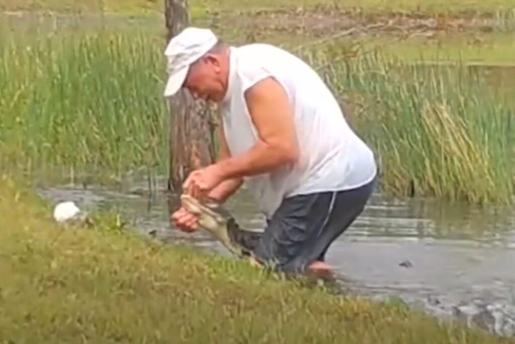 a man guards the alligator's mouth