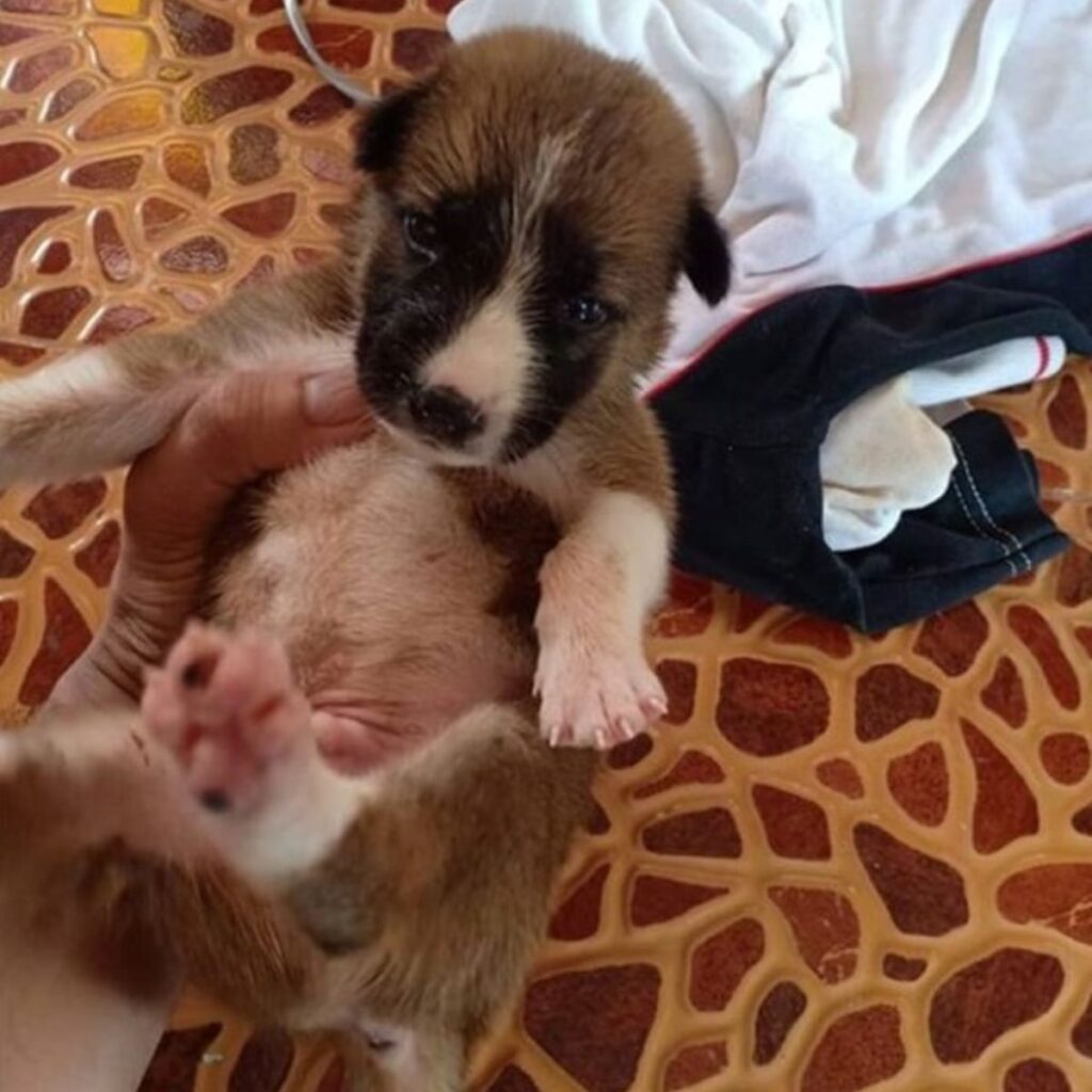 a man is holding a brown puppy in his hand