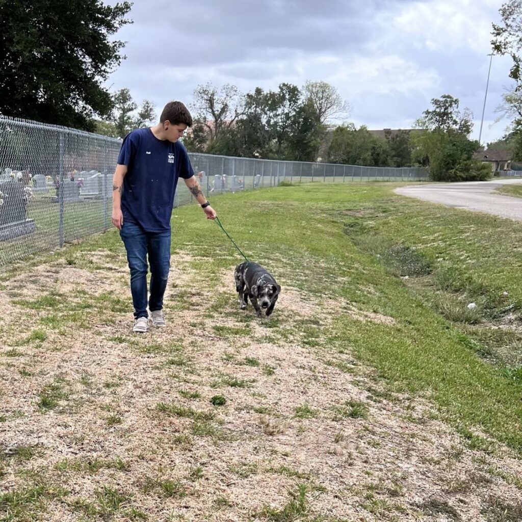 a man leads a dog on a leash