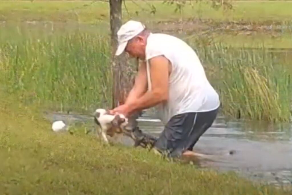 a man pulls an alligator out of the water