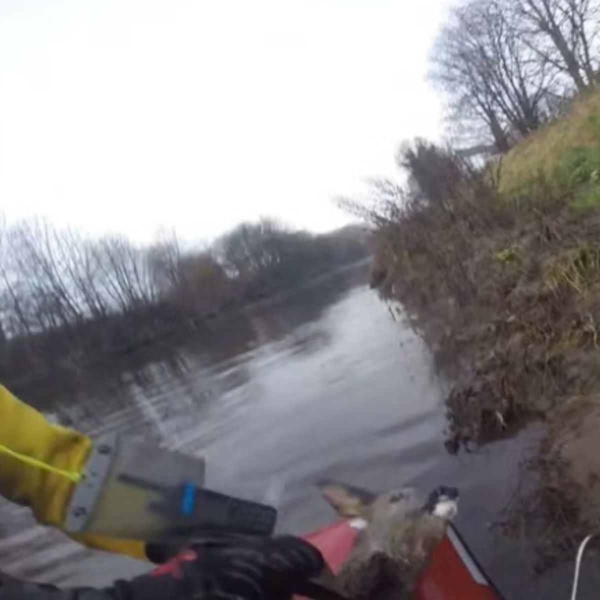 a man rescuing deer