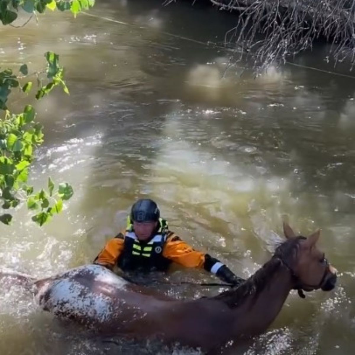 a man rescuing horse from water