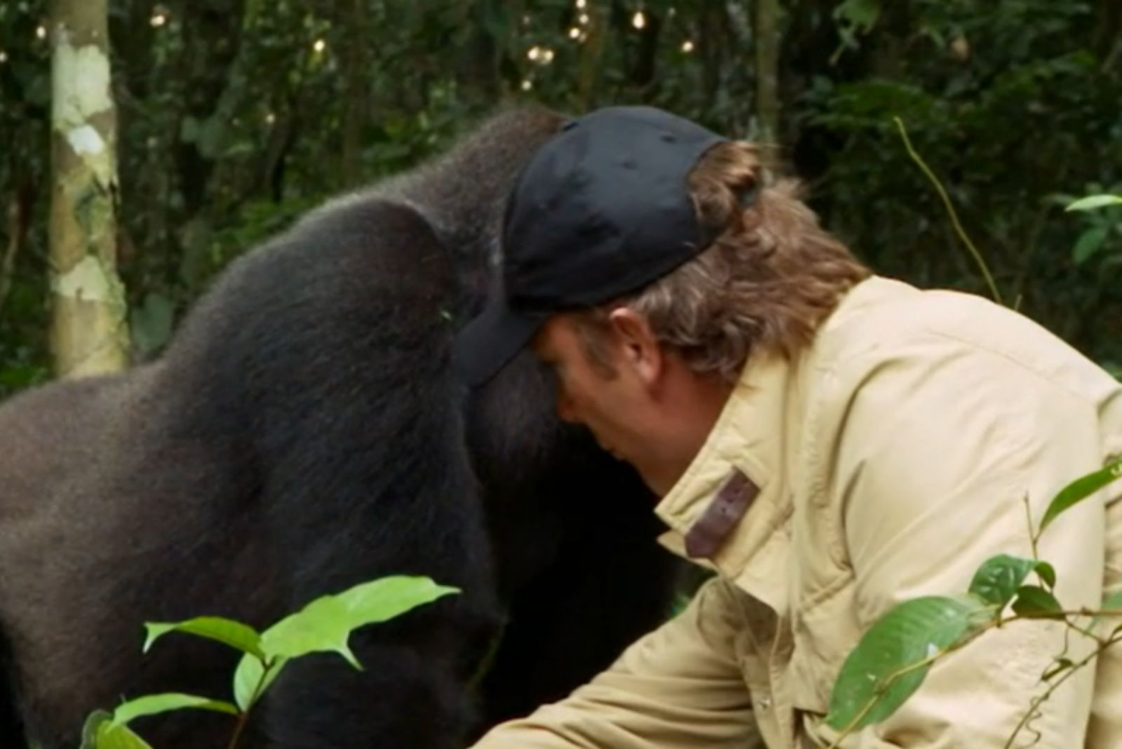 a man reunited with gorilla