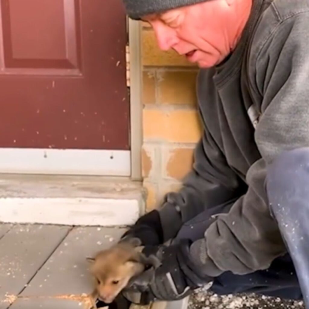 a man saved a baby fox