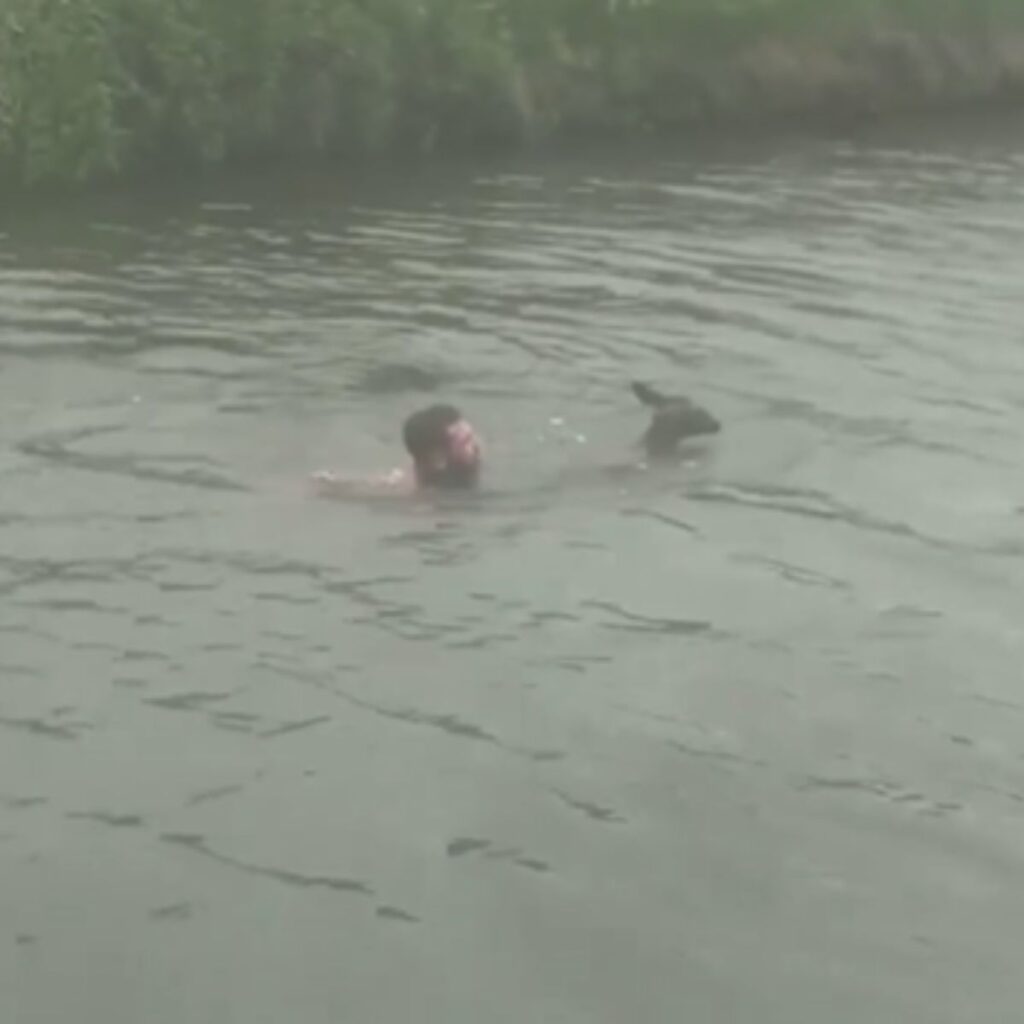 a man saves a deer in the water