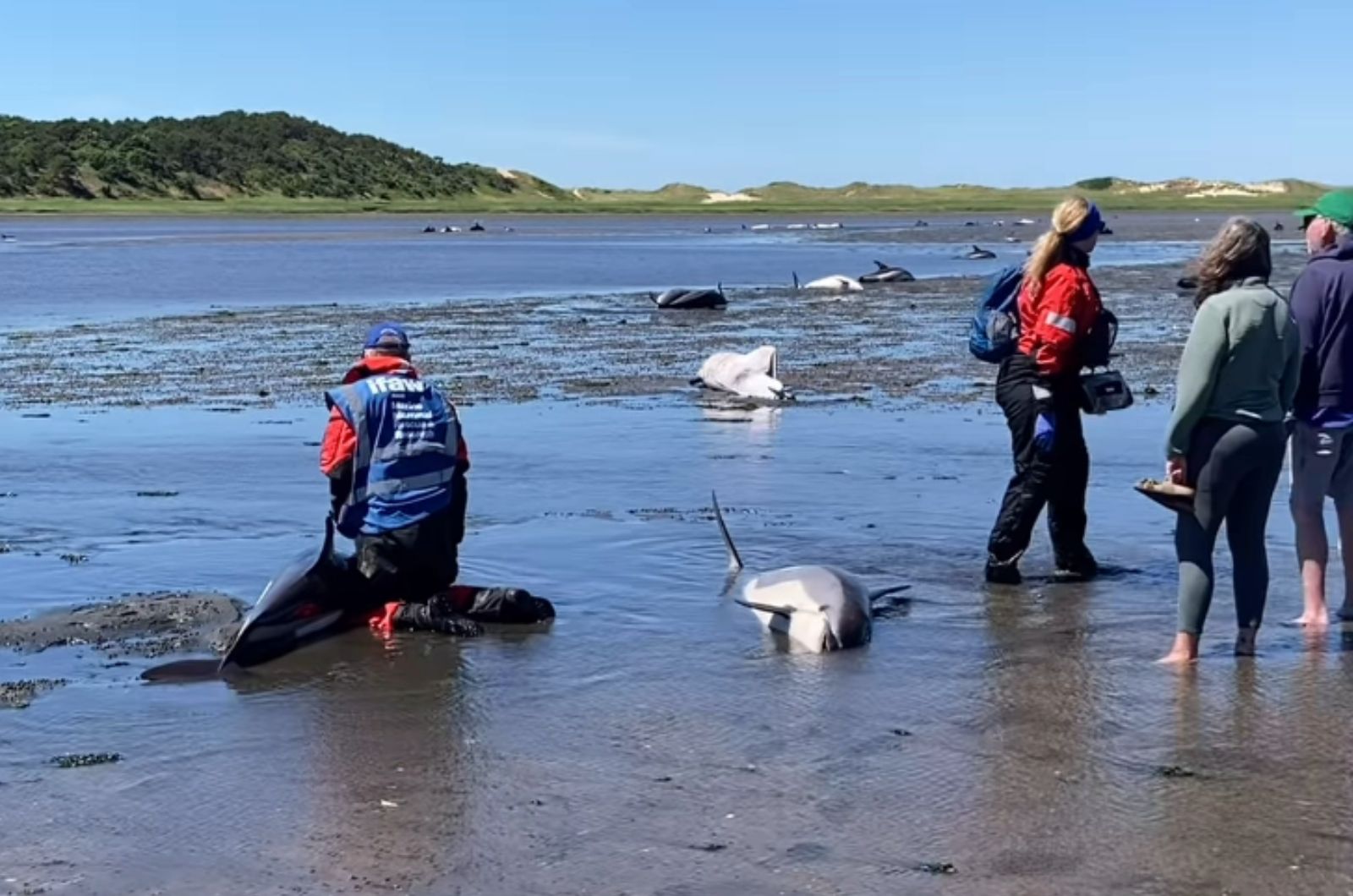 a man with dolphins in the water