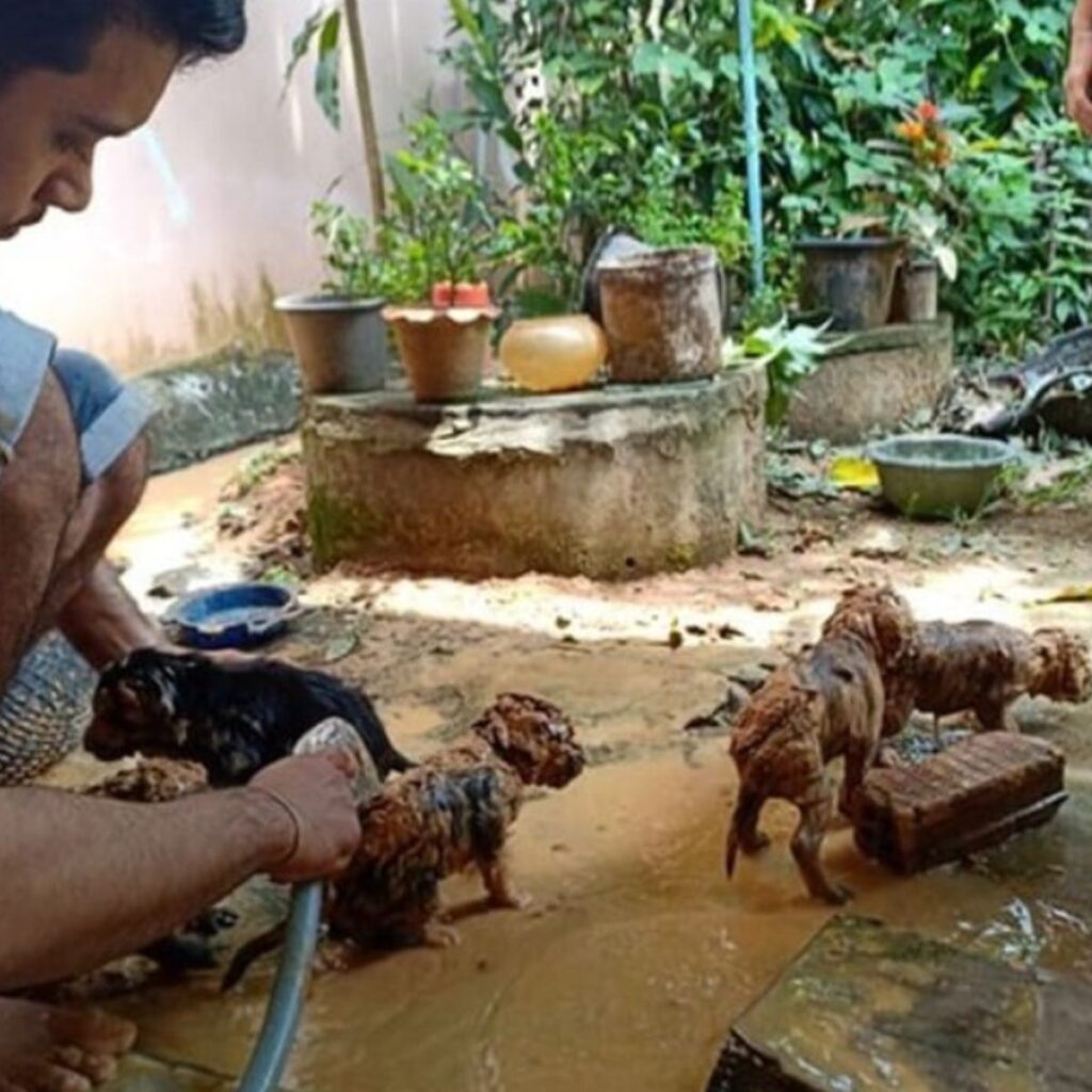 a man zaps mud dogs