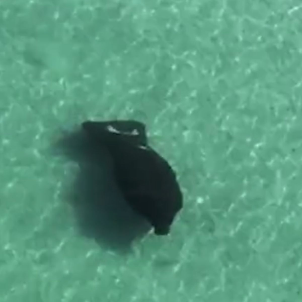 a manatee in the sea