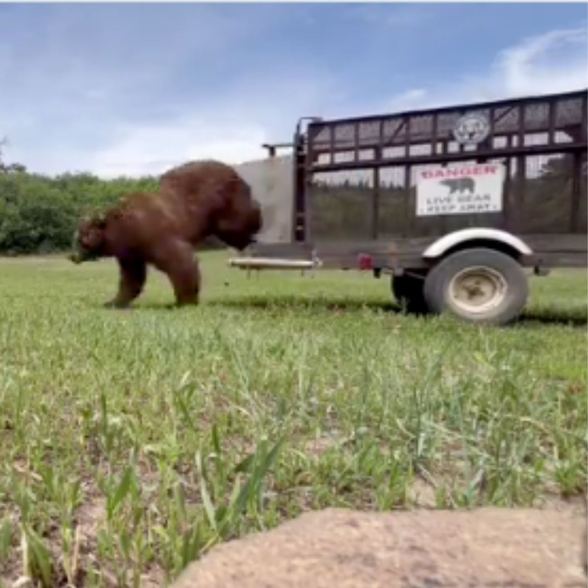 a released bear running to wild