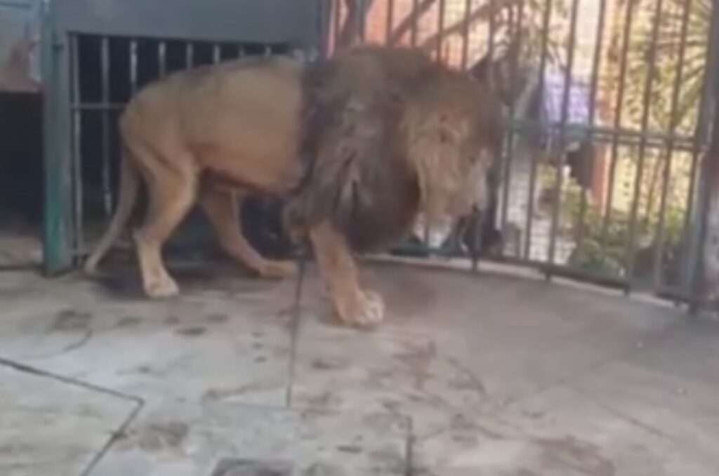 a rescued lion in a cage