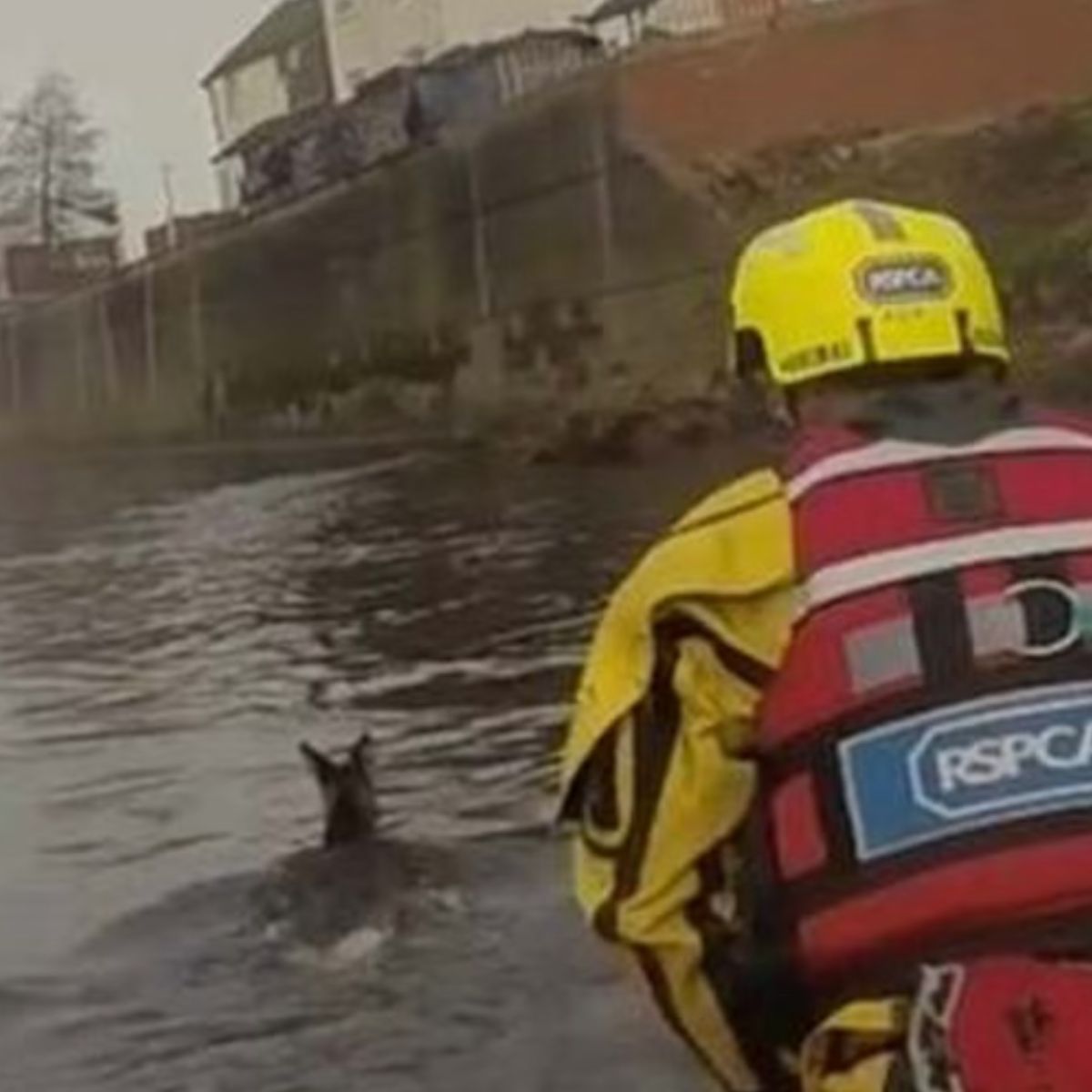 a rescuer watching deer swimm