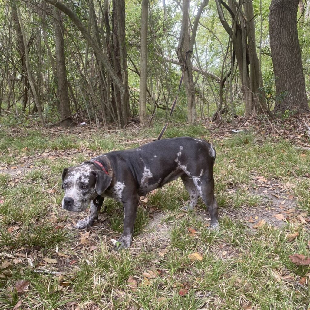 a sad dog with a downcast look tied up in the forest