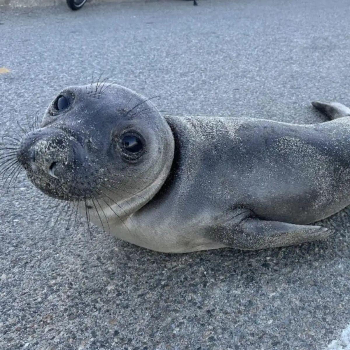 a seal pup