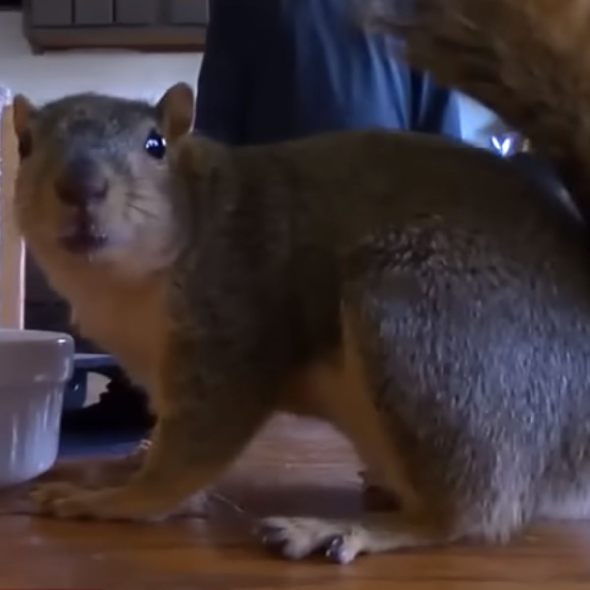 a surprised house squirrel