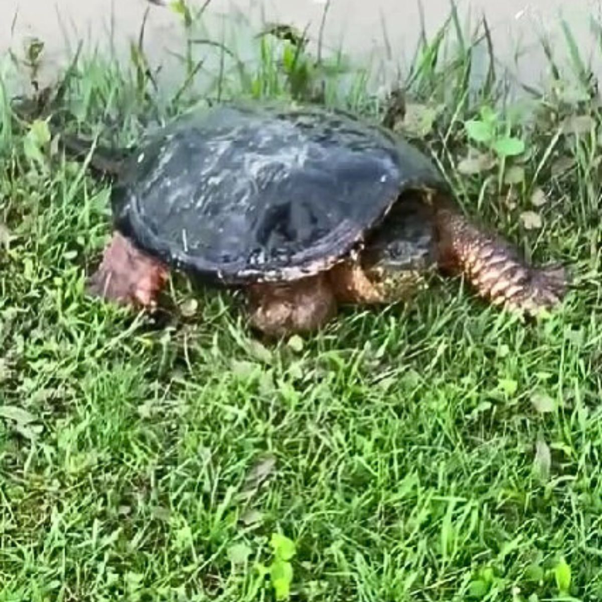 a turtle