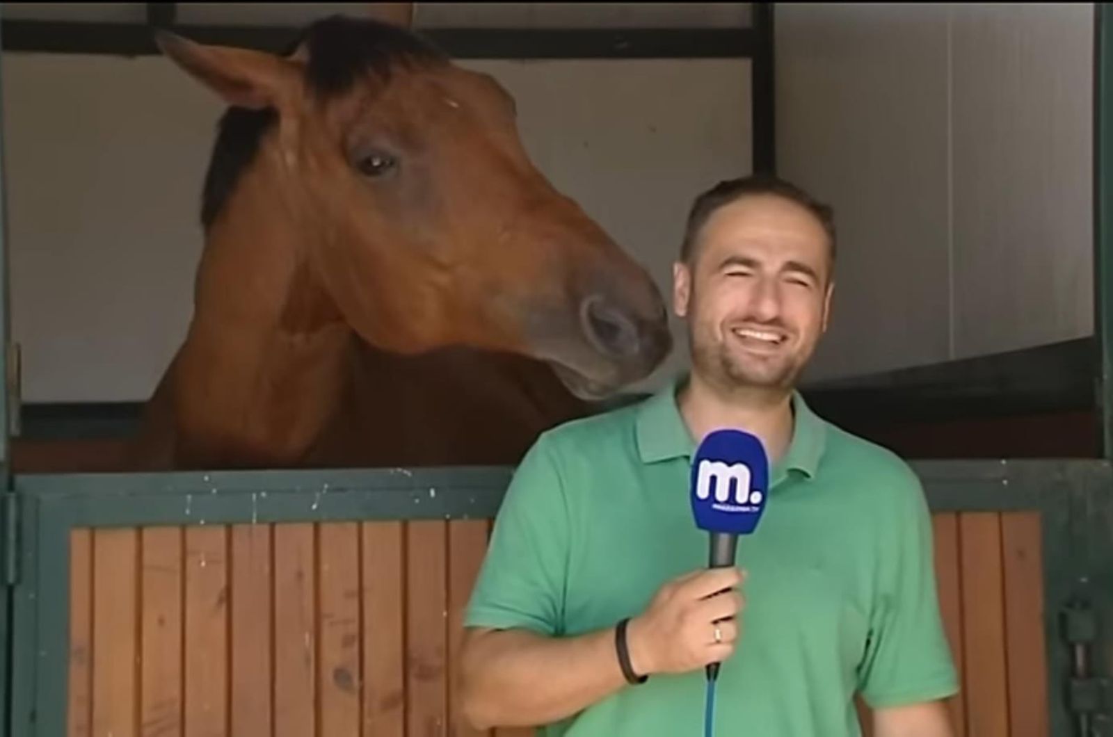 a tv reporter and a horse