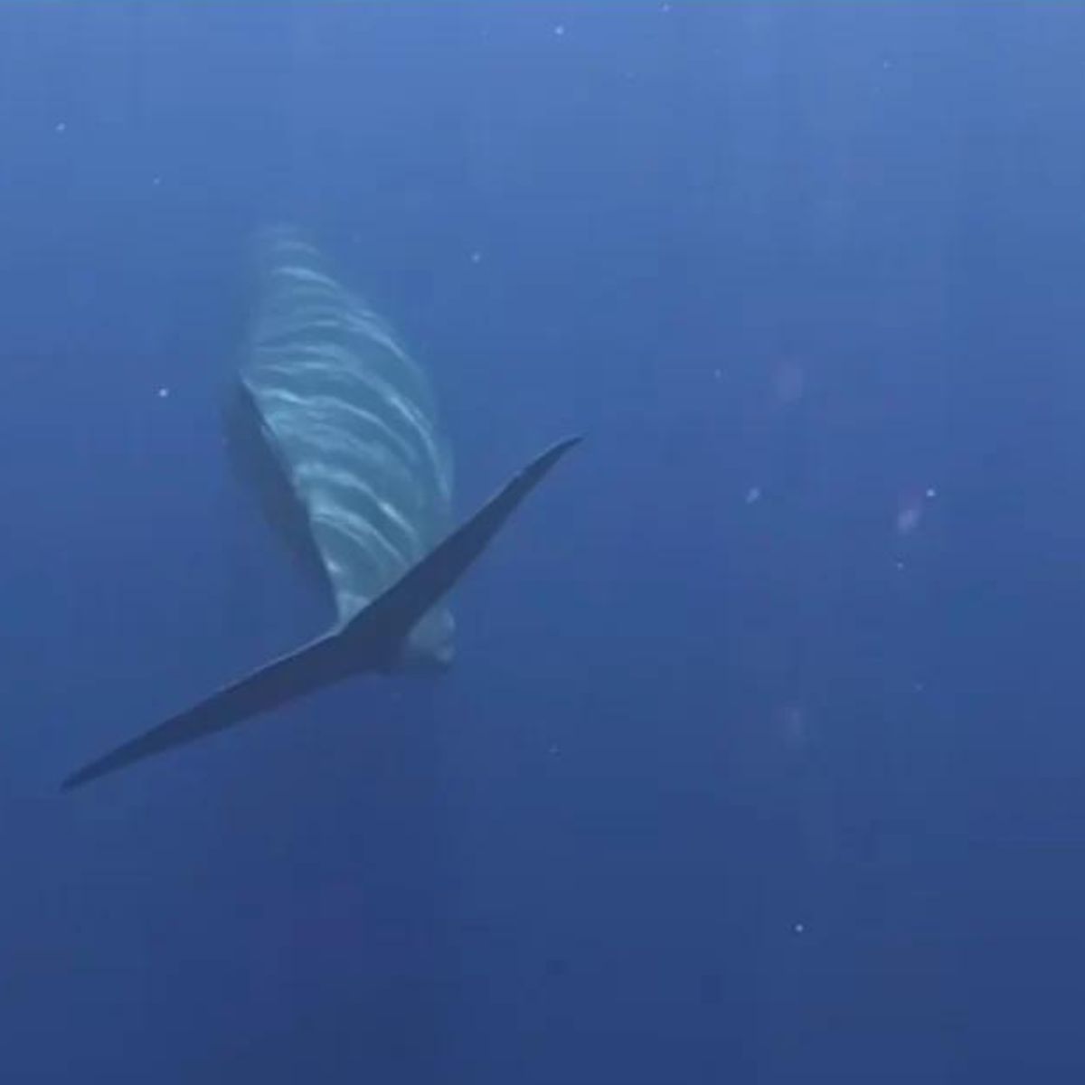 a whale in water