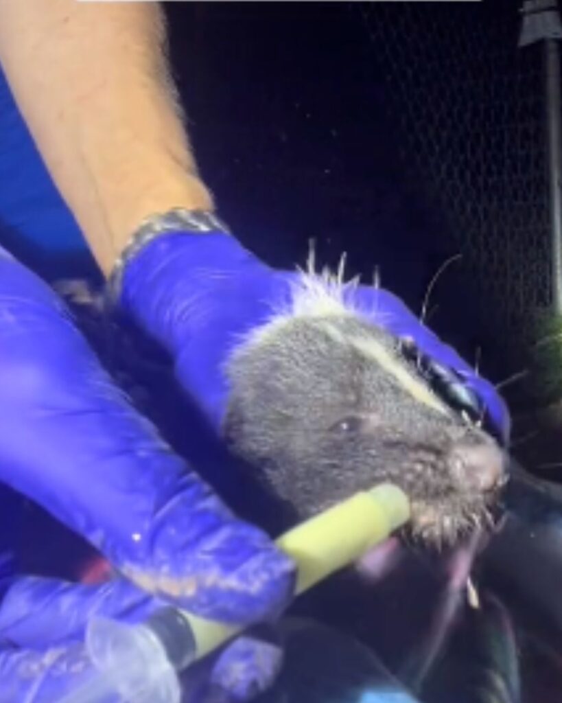 a woman feeds a ferret with a syringe