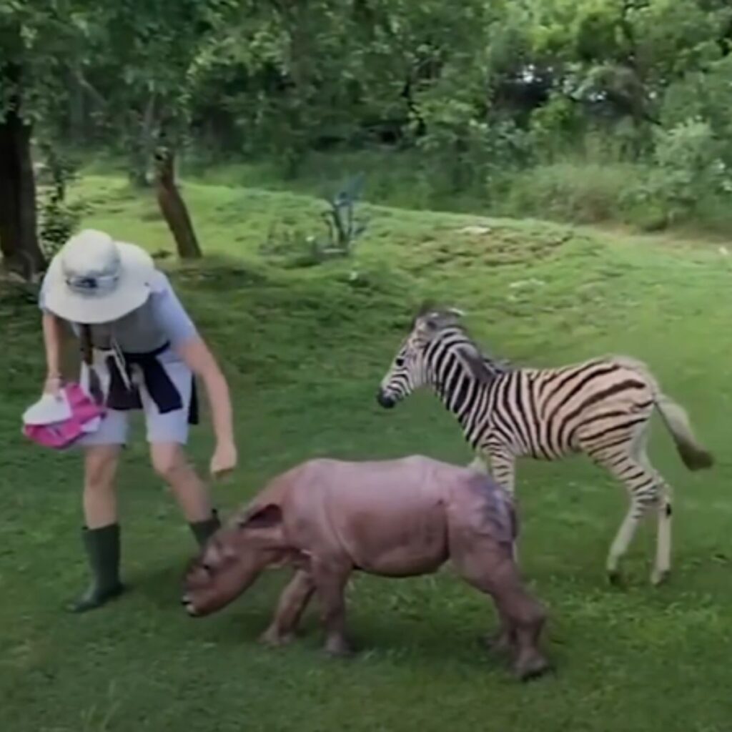 a woman is playing with a rhinoceros and a baby zebra in a field