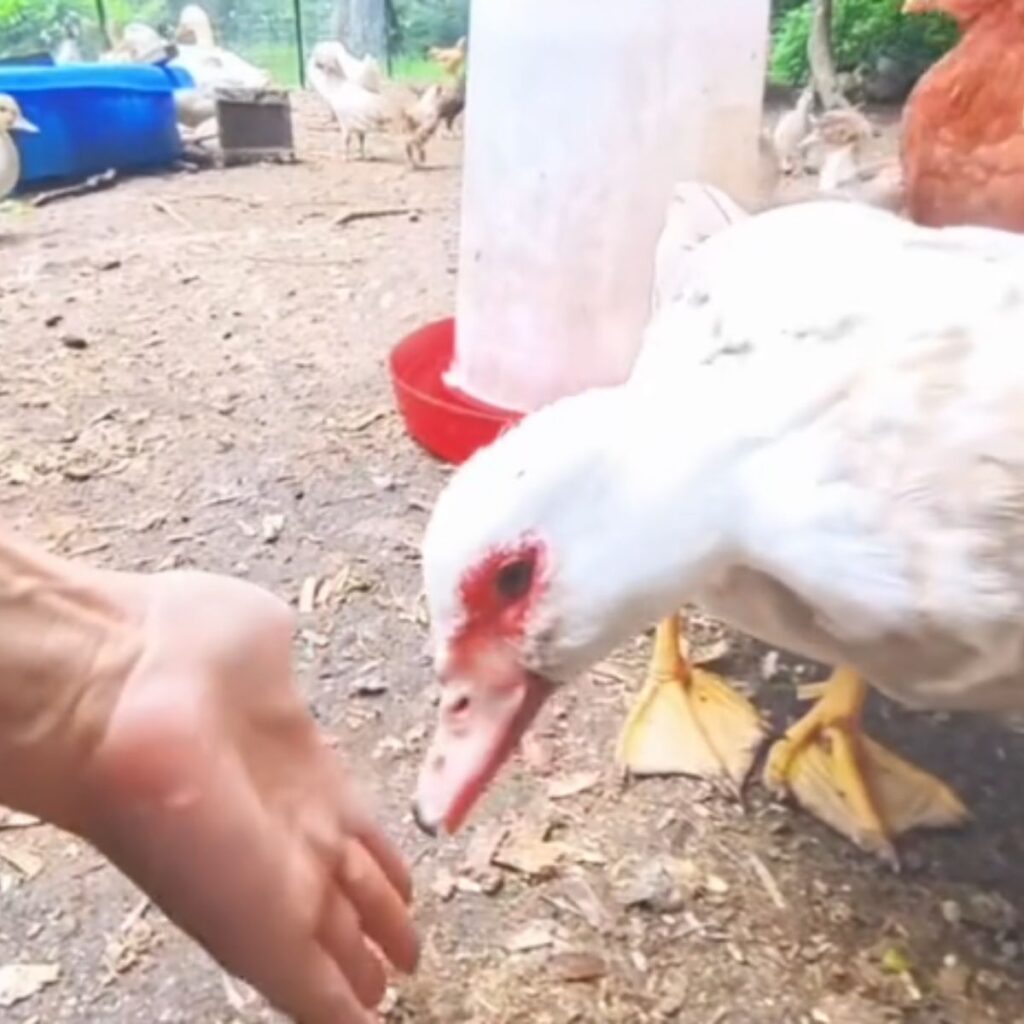 a woman petting a duck