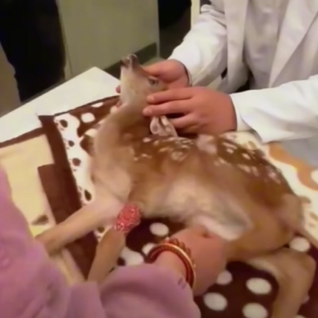 a young deer being examined by a veterinarian