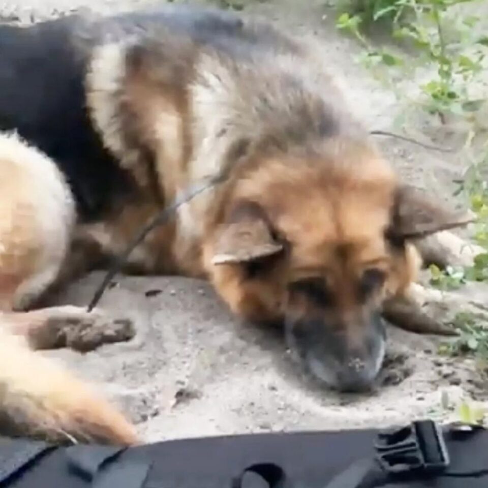 German Shepherd Found With His Mouth Cruelly Zip-Tied Abandoned In ...