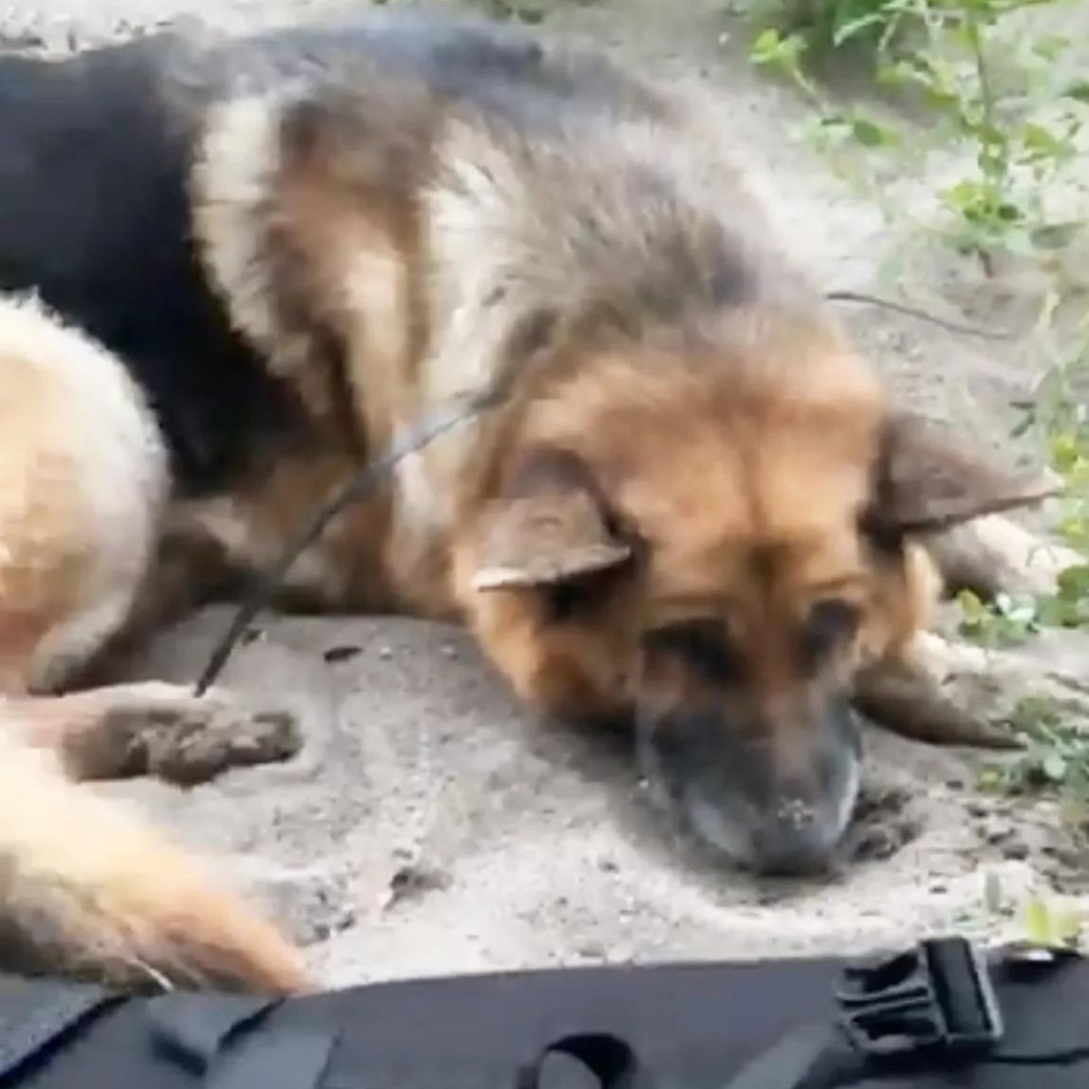 abandoned german shepherd lying