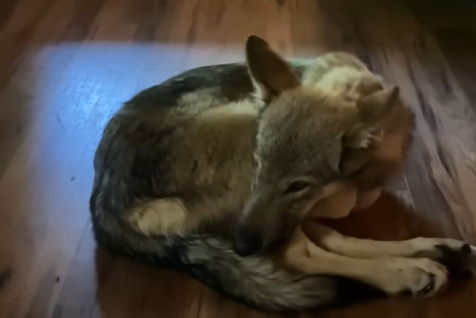 abused wolf dog