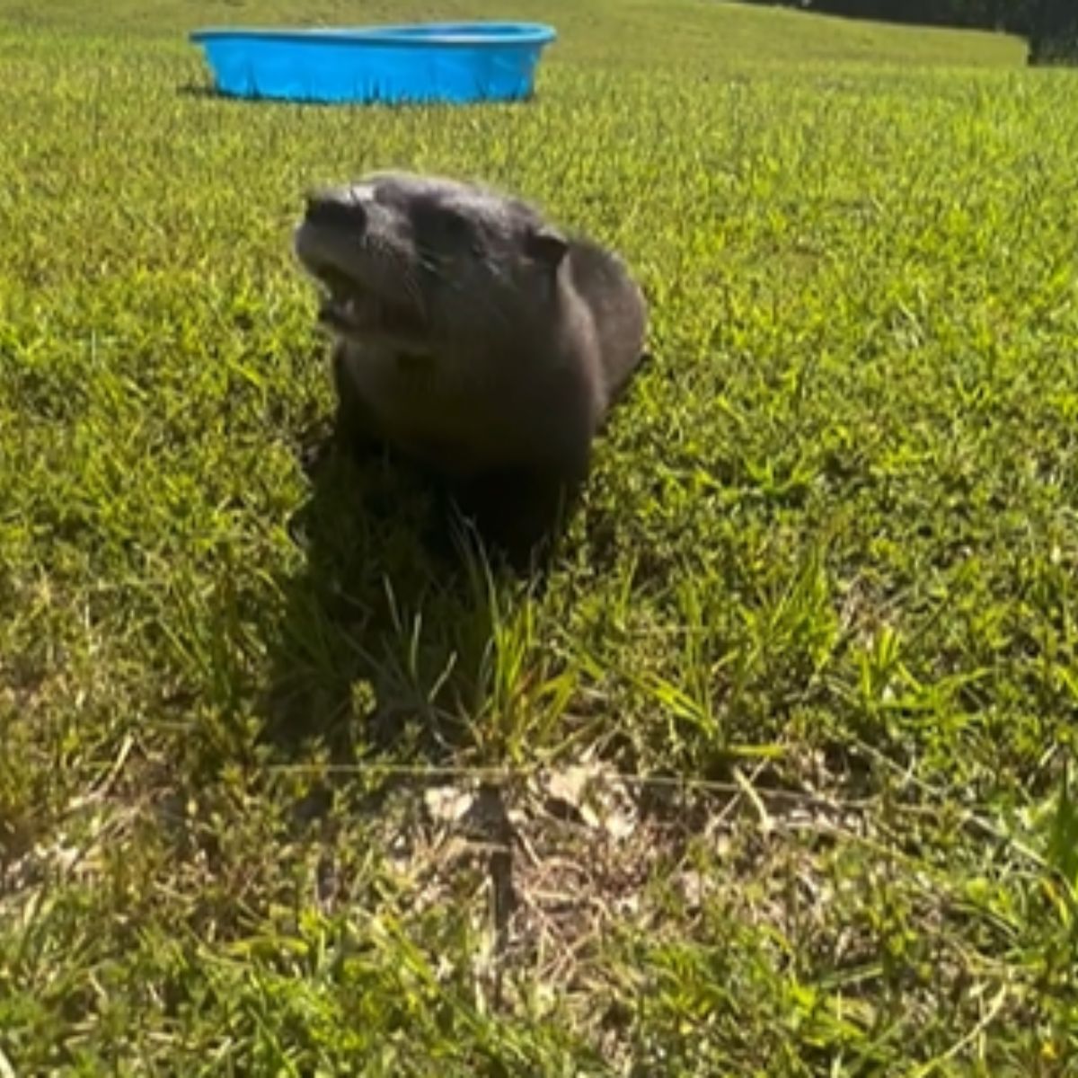 adorable baby otter