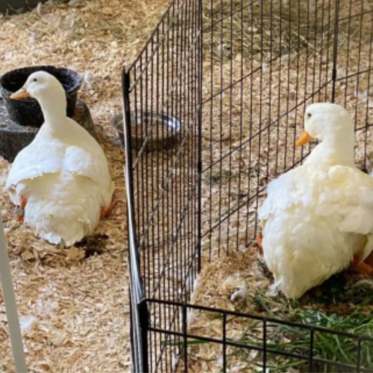 adorable ducks