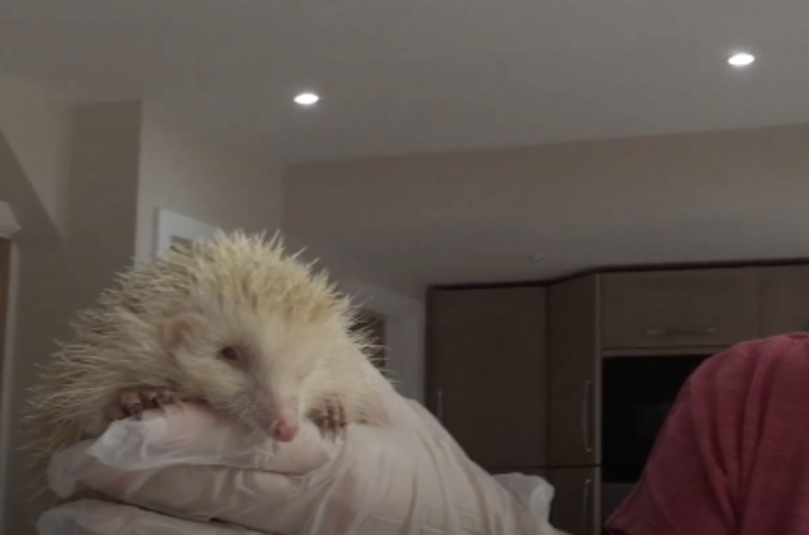 albino hedgehog on pillow