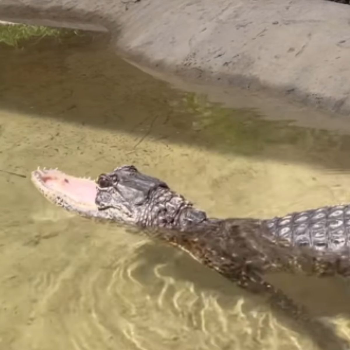 aligator in water