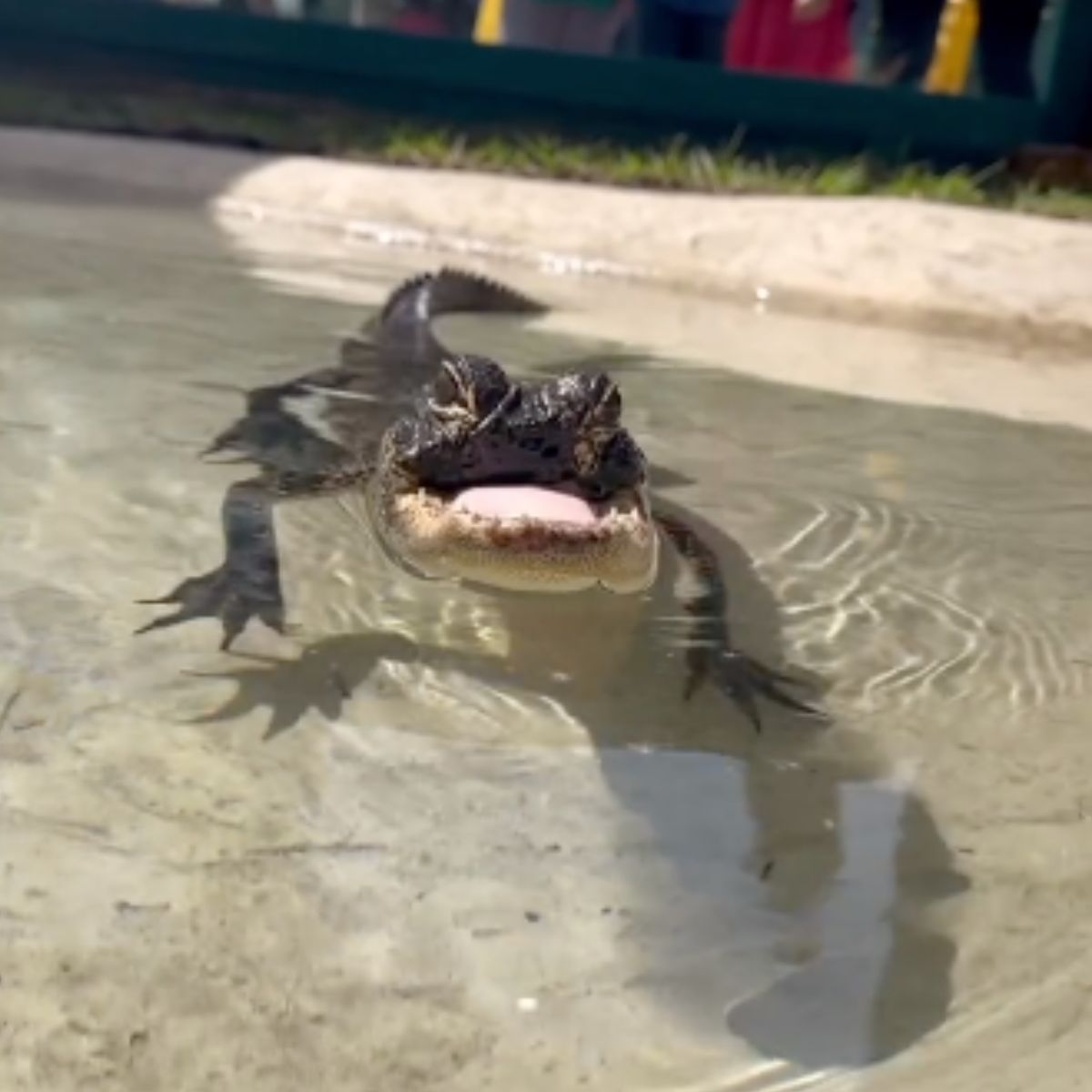 aligator swimming in water